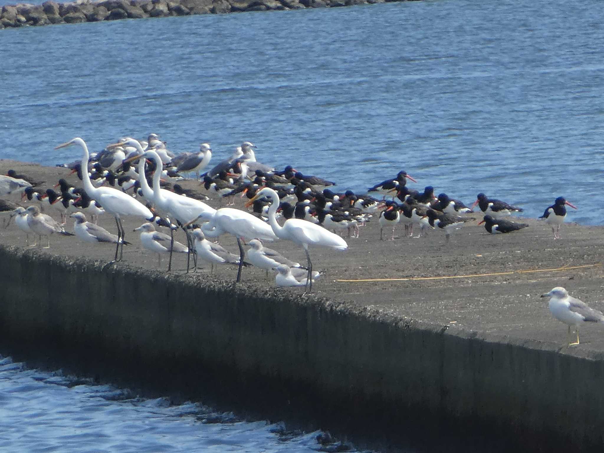 ふなばし三番瀬海浜公園 ダイサギの写真 by Kozakuraband