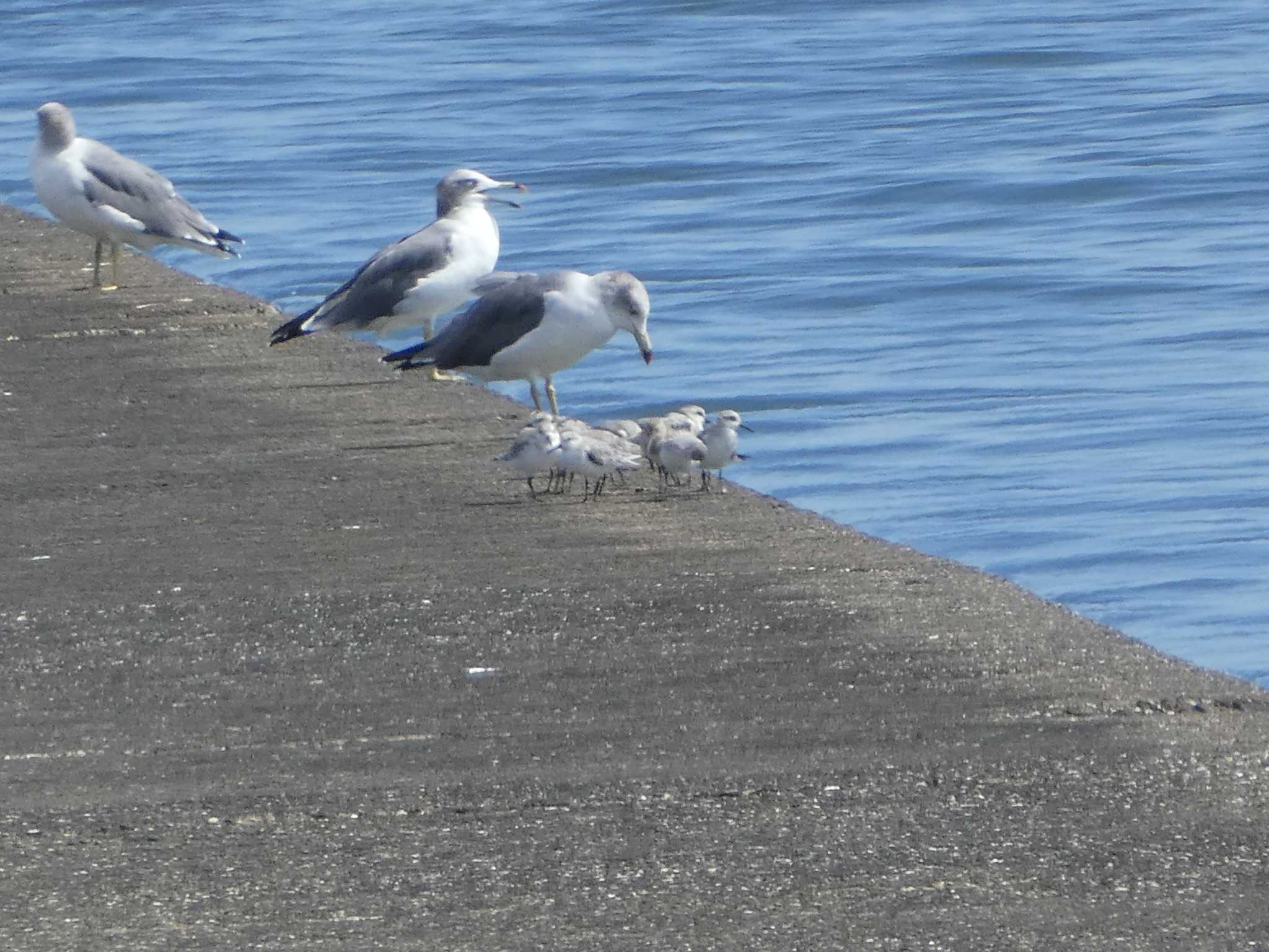 ふなばし三番瀬海浜公園 ミユビシギの写真 by Kozakuraband