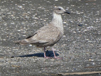 2019年10月5日(土) ふなばし三番瀬海浜公園の野鳥観察記録