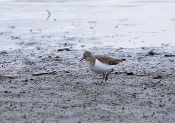 Common Sandpiper Isanuma Sun, 10/6/2019