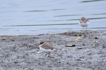 Long-billed Plover Isanuma Sun, 10/6/2019