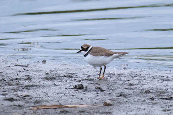 Little Ringed Plover Isanuma Sun, 10/6/2019