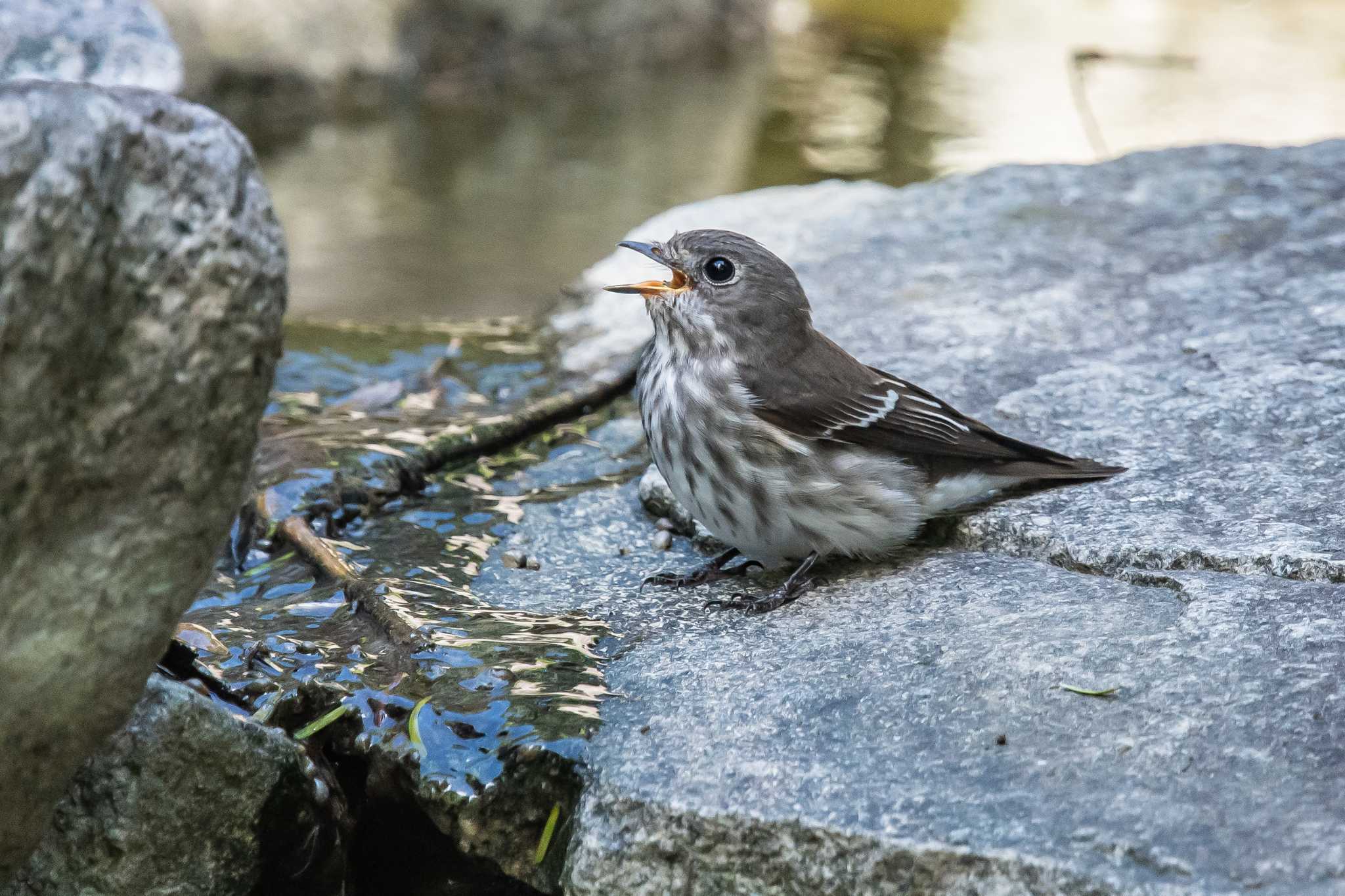 金ヶ崎公園(明石市) エゾビタキの写真 by ときのたまお