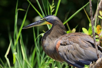 Bare-throated Tiger Heron Tarcoles River Cruise(Costa Rica) Tue, 9/24/2019