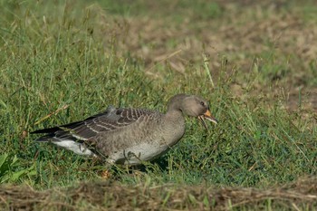 Greater White-fronted Goose 平城宮跡 Wed, 10/9/2019