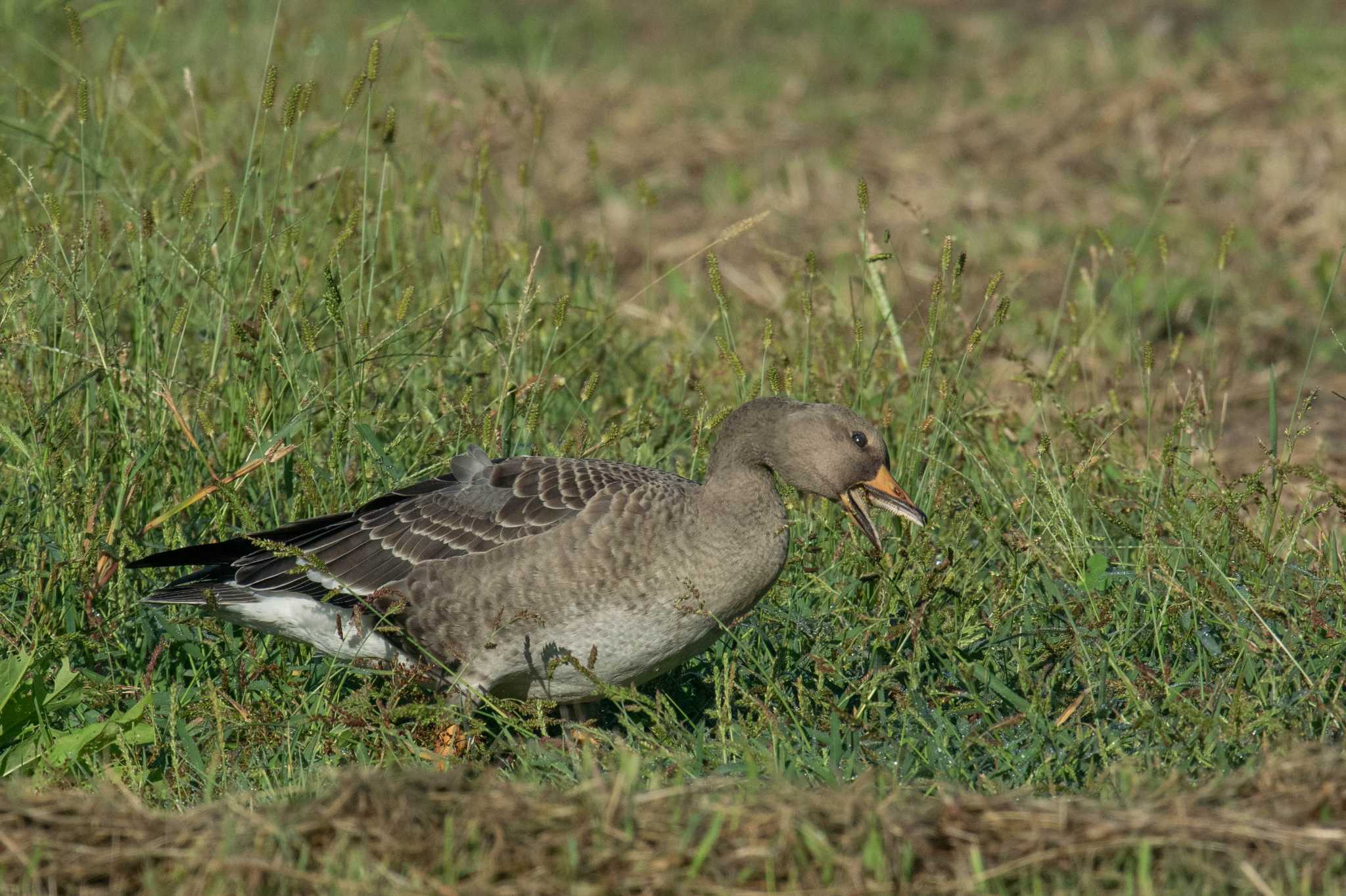 Photo of Greater White-fronted Goose at 平城宮跡 by veritas_vita