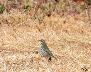 Olive-backed Pipit 大室公園 Thu, 2/28/2019