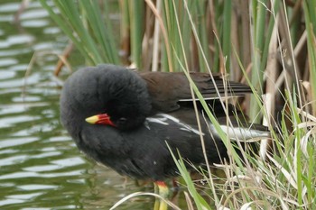 バン 武蔵野の森公園 2019年2月19日(火)