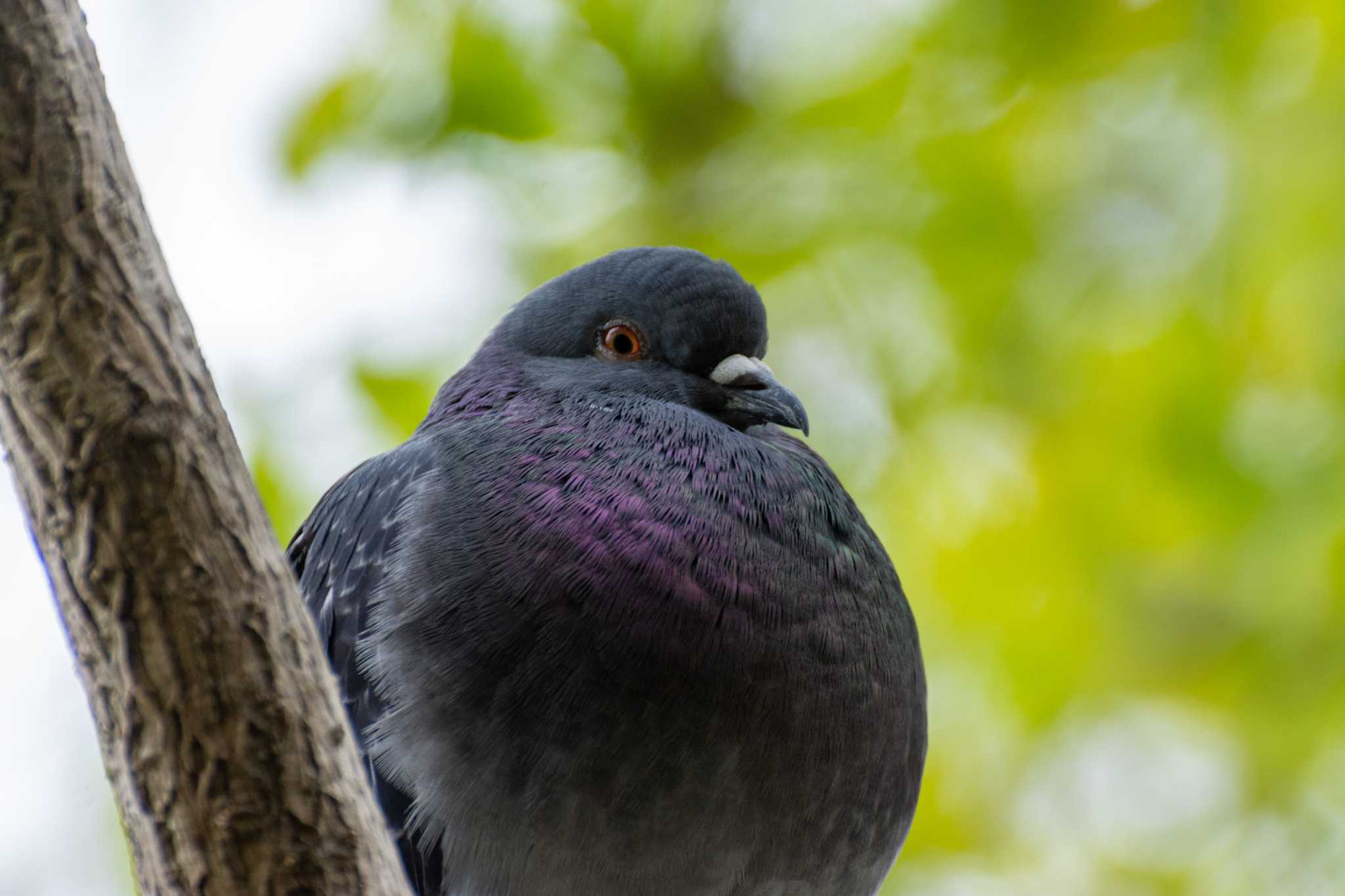 洗足池(大田区) カワラバトの写真 by Susumu Kuwabara