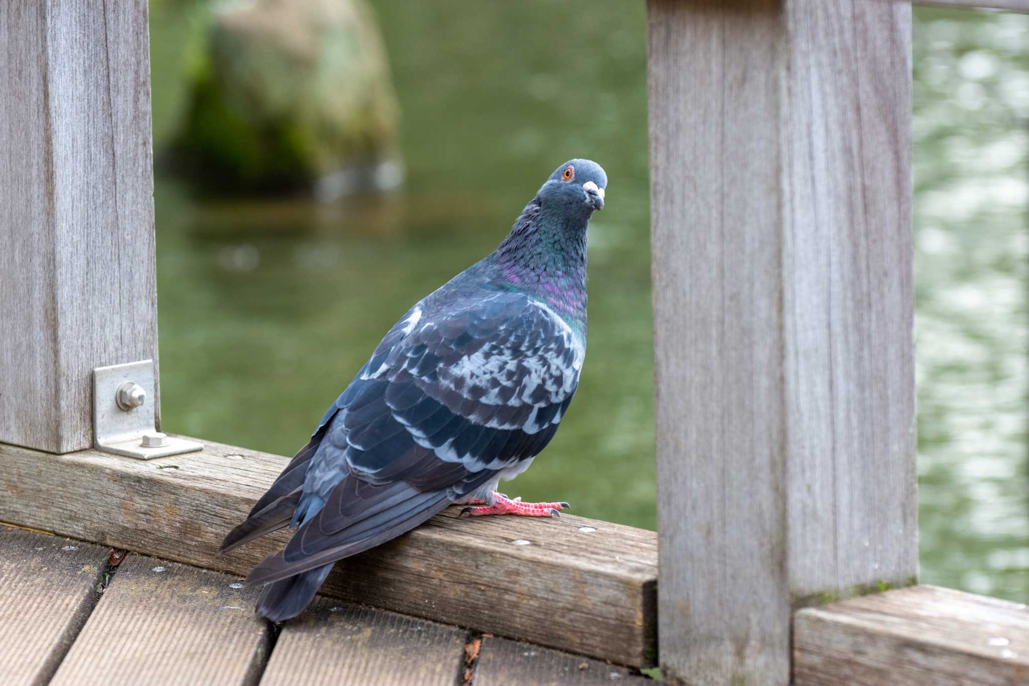 洗足池(大田区) カワラバトの写真 by Susumu Kuwabara