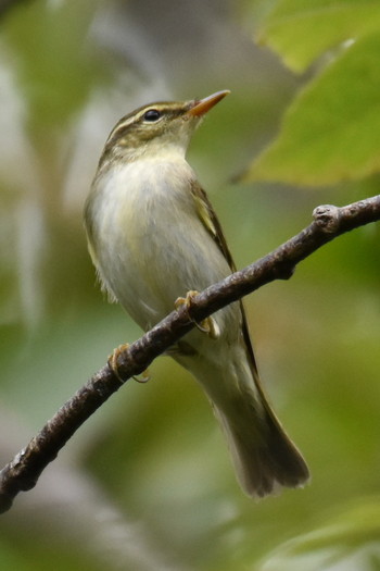 Eastern Crowned Warbler Arima Fuji Park Sun, 10/6/2019