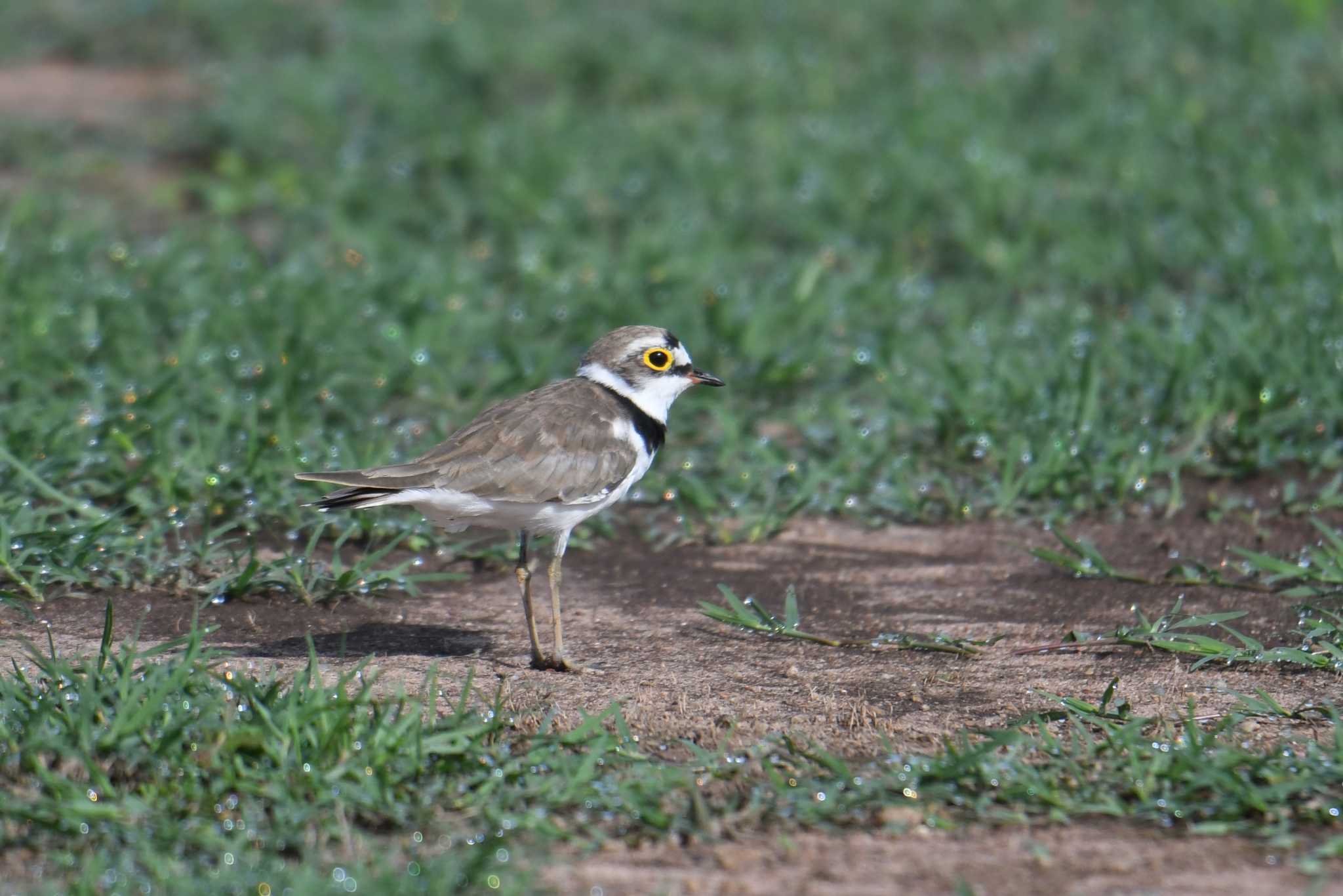 Little Ringed Plover