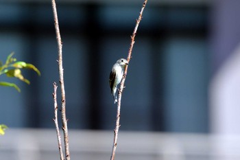 2019年10月9日(水) 加木屋緑地の野鳥観察記録