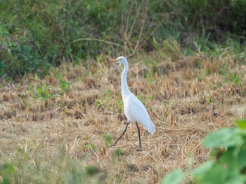 2019年10月5日(土) 秋ヶ瀬公園の野鳥観察記録