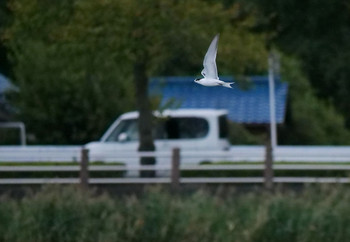 Common Tern Isanuma Sun, 10/6/2019