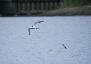 Common Tern Isanuma Sun, 10/6/2019