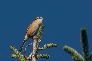 Bull-headed Shrike 平城宮跡 Wed, 10/9/2019