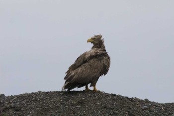 White-tailed Eagle Notsuke Peninsula Wed, 8/21/2019