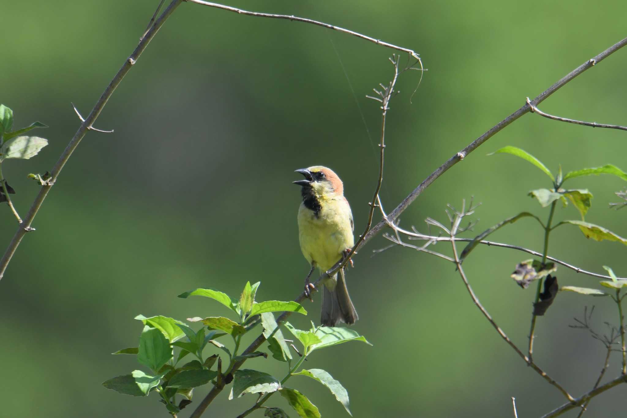 Plain-backed Sparrow