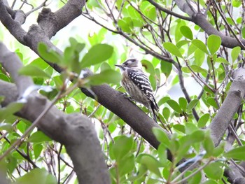 2019年10月10日(木) 新宿御苑の野鳥観察記録