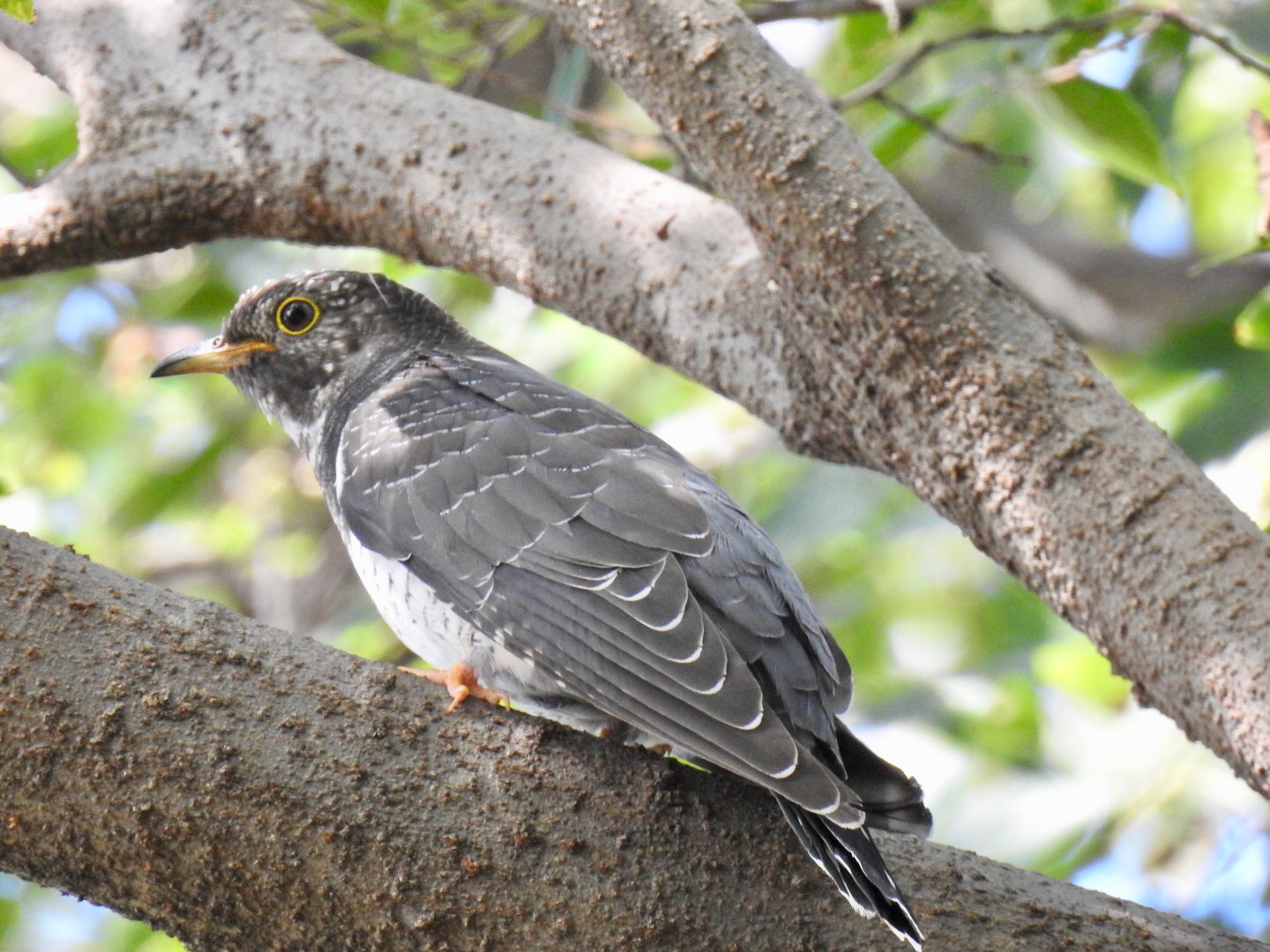 Photo of Common Cuckoo at さいたま市 by なおんなおん