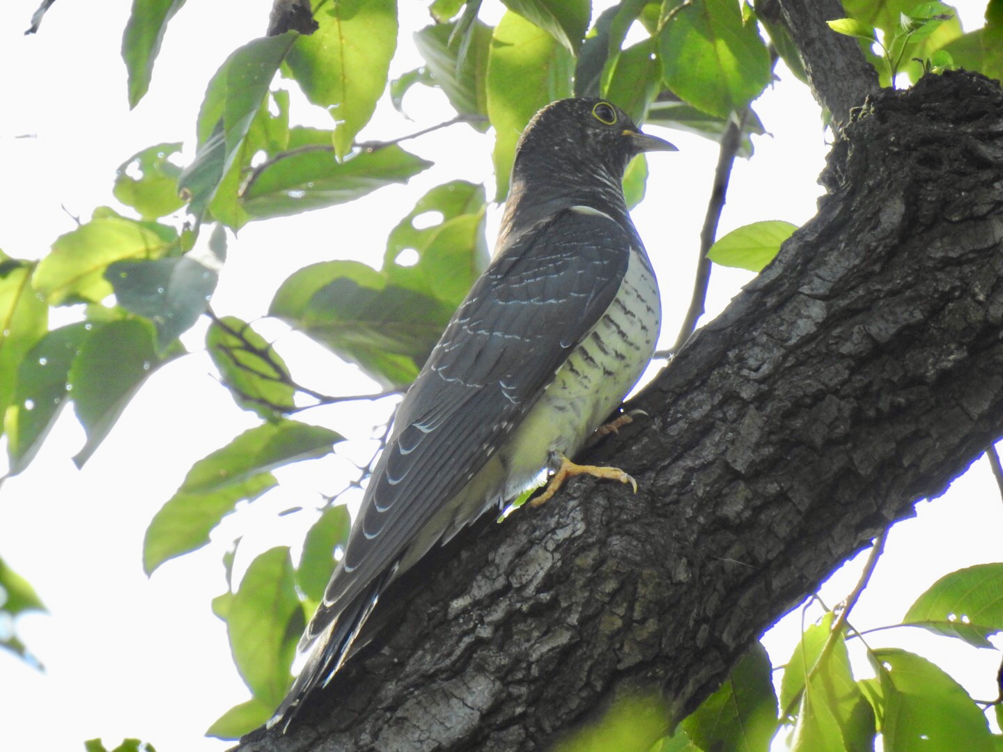 Photo of Common Cuckoo at さいたま市 by なおんなおん