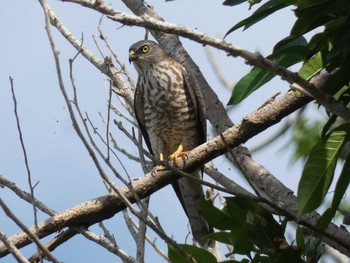 Chinese Sparrowhawk Yoron Island Thu, 10/10/2019