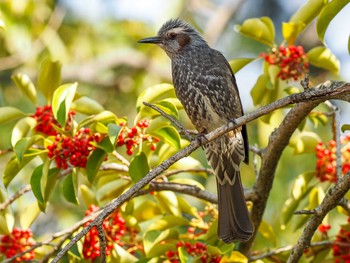 Brown-eared Bulbul 兵庫県芦屋市 Sat, 3/2/2019