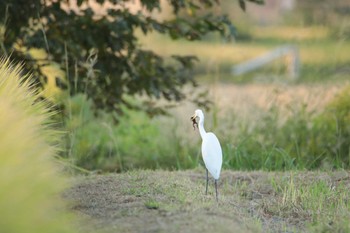 Medium Egret Unknown Spots Thu, 10/10/2019