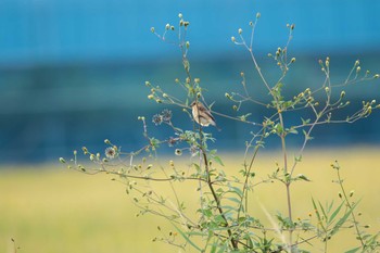 Amur Stonechat Unknown Spots Thu, 10/10/2019