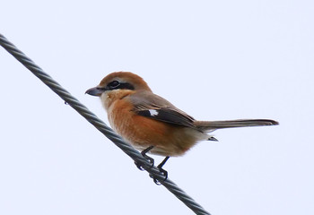 Bull-headed Shrike Isanuma Sun, 10/6/2019