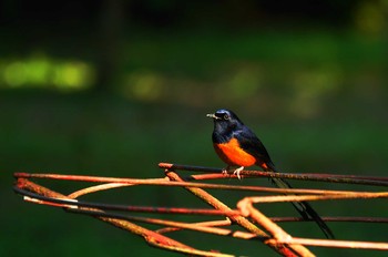 アカハラシキチョウ 台湾 2019年10月2日(水)