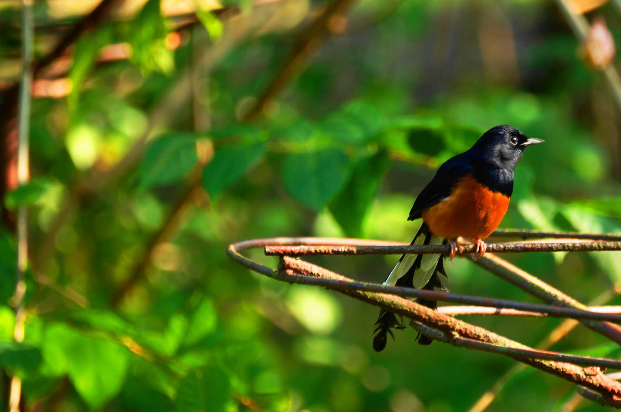 Photo of White-rumped Shama at 台湾 by bea