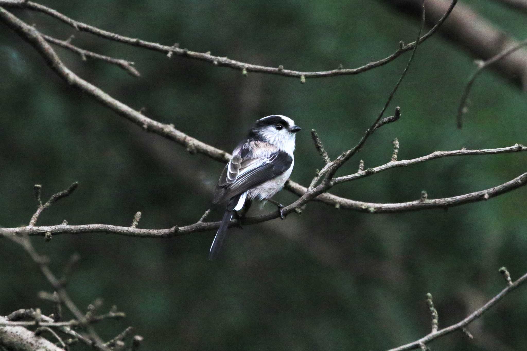 Photo of Long-tailed Tit at Shinjuku Gyoen National Garden by Susumu Harada