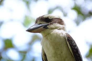 Laughing Kookaburra Cairns Wed, 12/21/2016