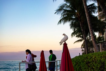 Rock Dove waikiki, Hawaii Tue, 1/22/2019