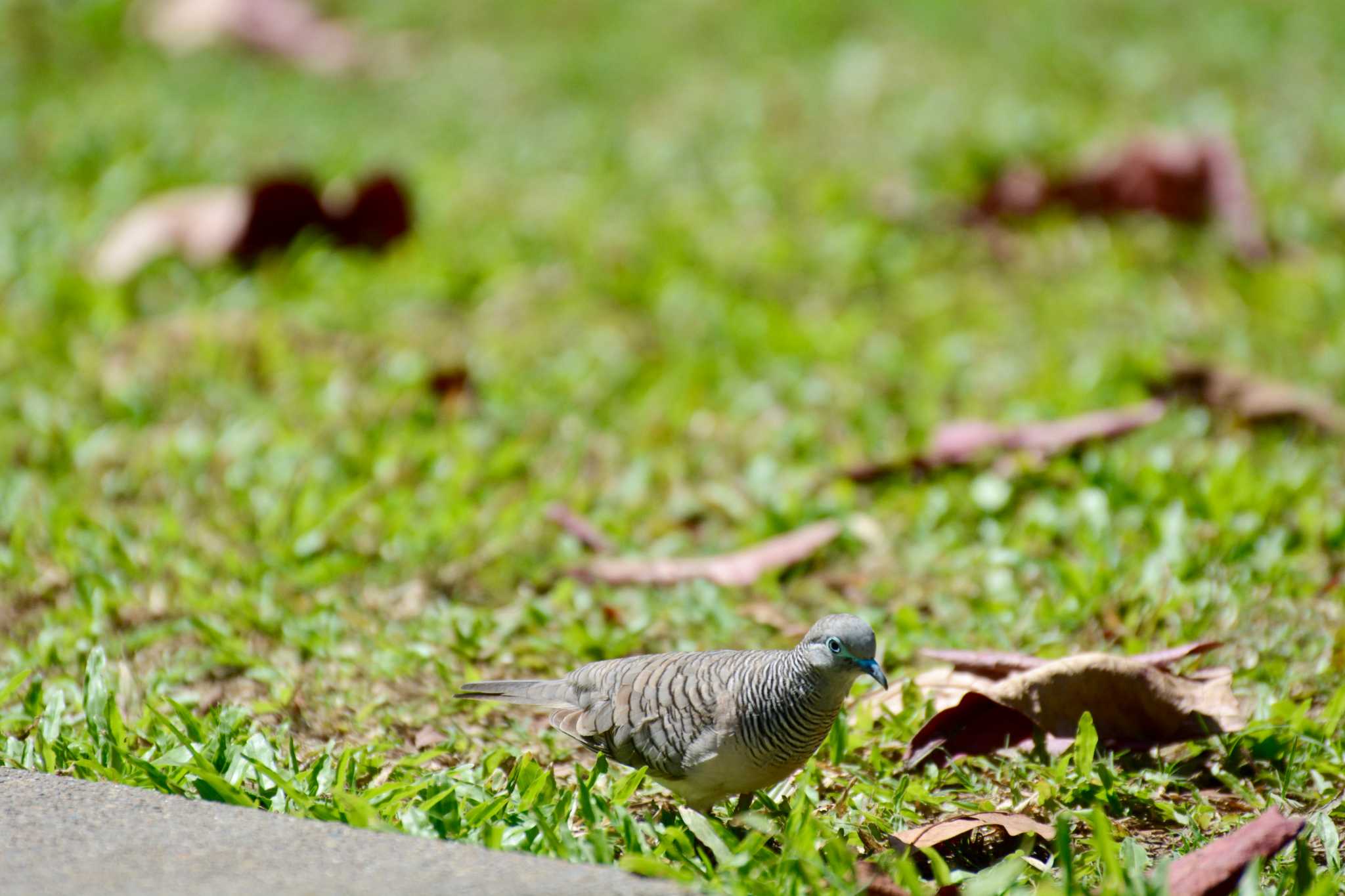 Cairns オーストラリアチョウショウバトの写真 by Susumu Kuwabara