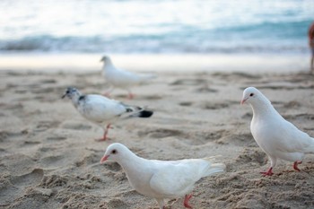 Rock Dove waikiki, Hawaii Tue, 1/22/2019