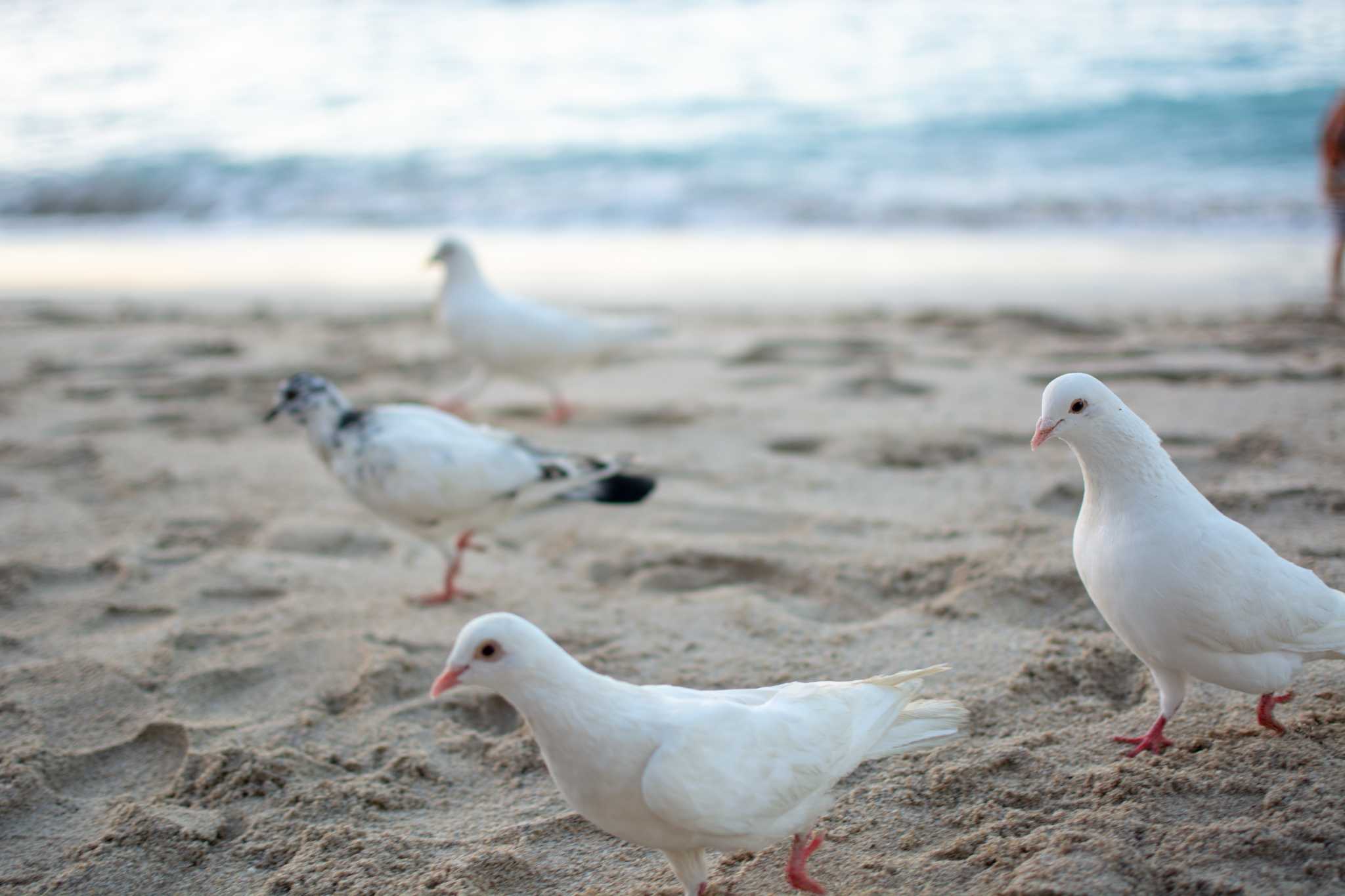 Photo of Rock Dove at waikiki, Hawaii by Susumu Kuwabara