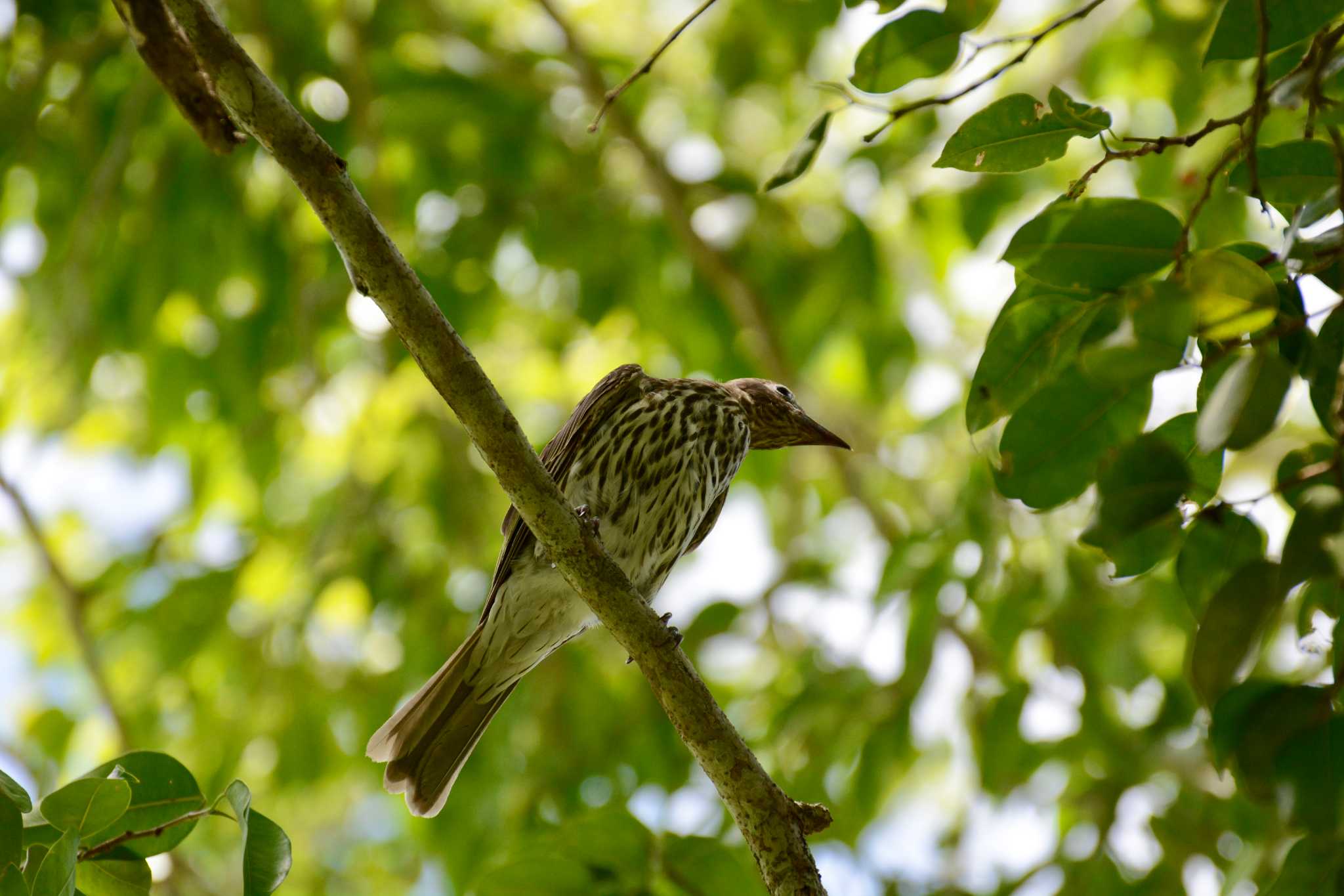 Cairns チモールメガネコウライウグイスの写真 by Susumu Kuwabara