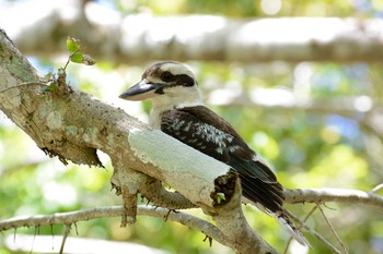 Laughing Kookaburra Cairns Wed, 12/21/2016