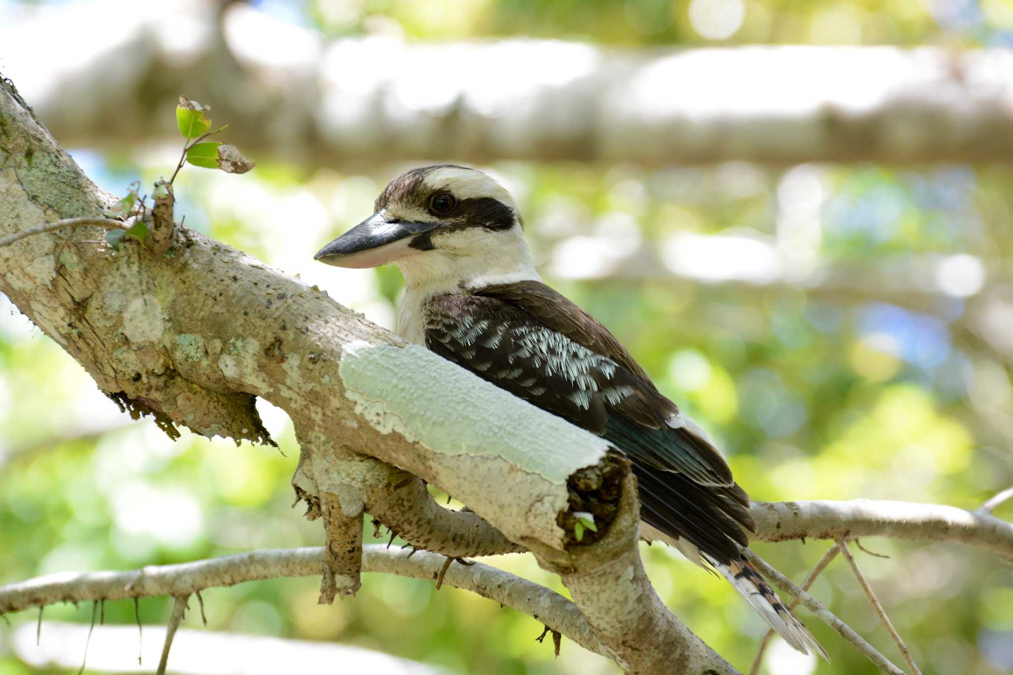 Photo of Laughing Kookaburra at Cairns by Susumu Kuwabara