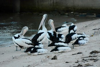 コシグロペリカン Cairns 2016年12月22日(木)