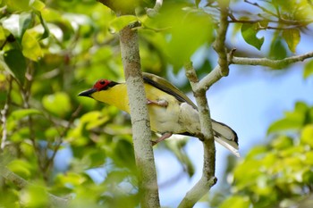 チモールメガネコウライウグイス Cairns 2016年12月21日(水)