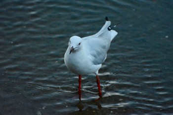 ギンカモメ Cairns 2016年12月22日(木)