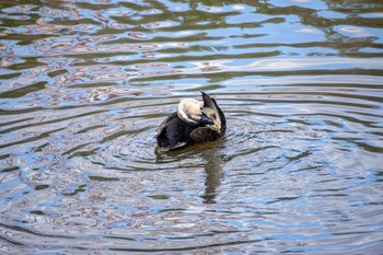 カルガモ 葛西臨海公園 2018年12月29日(土)