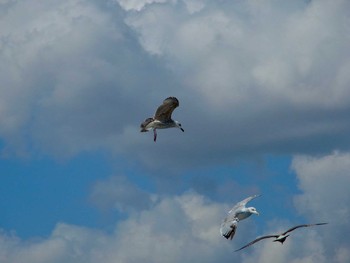 Yellow-footed Gull Istanbul, Turkey Fri, 9/23/2011