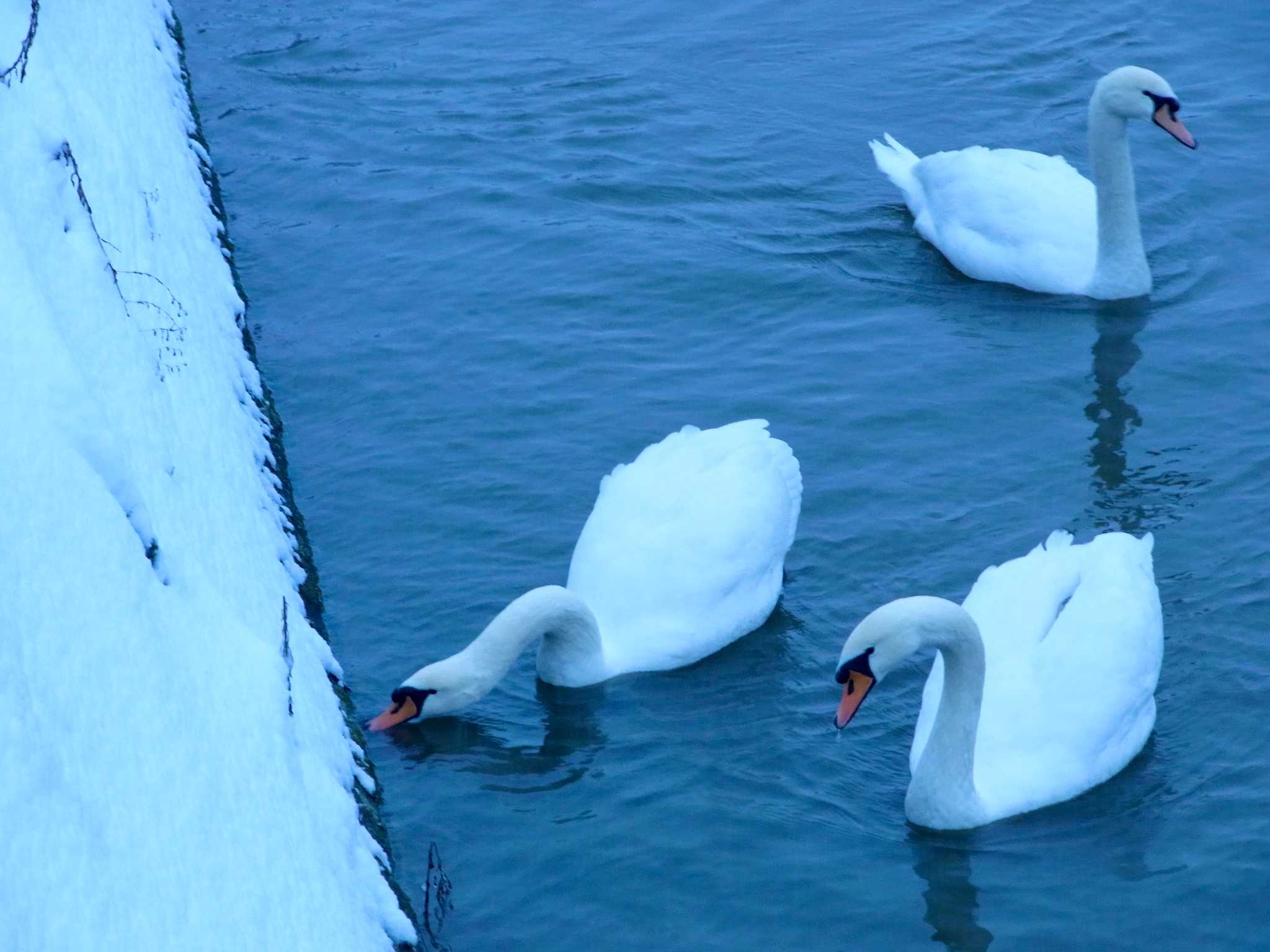 Strasbourg, France コブハクチョウの写真 by Susumu Kuwabara