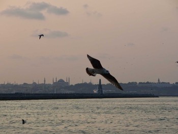 Yellow-footed Gull Istanbul, Turkey Sun, 9/25/2011