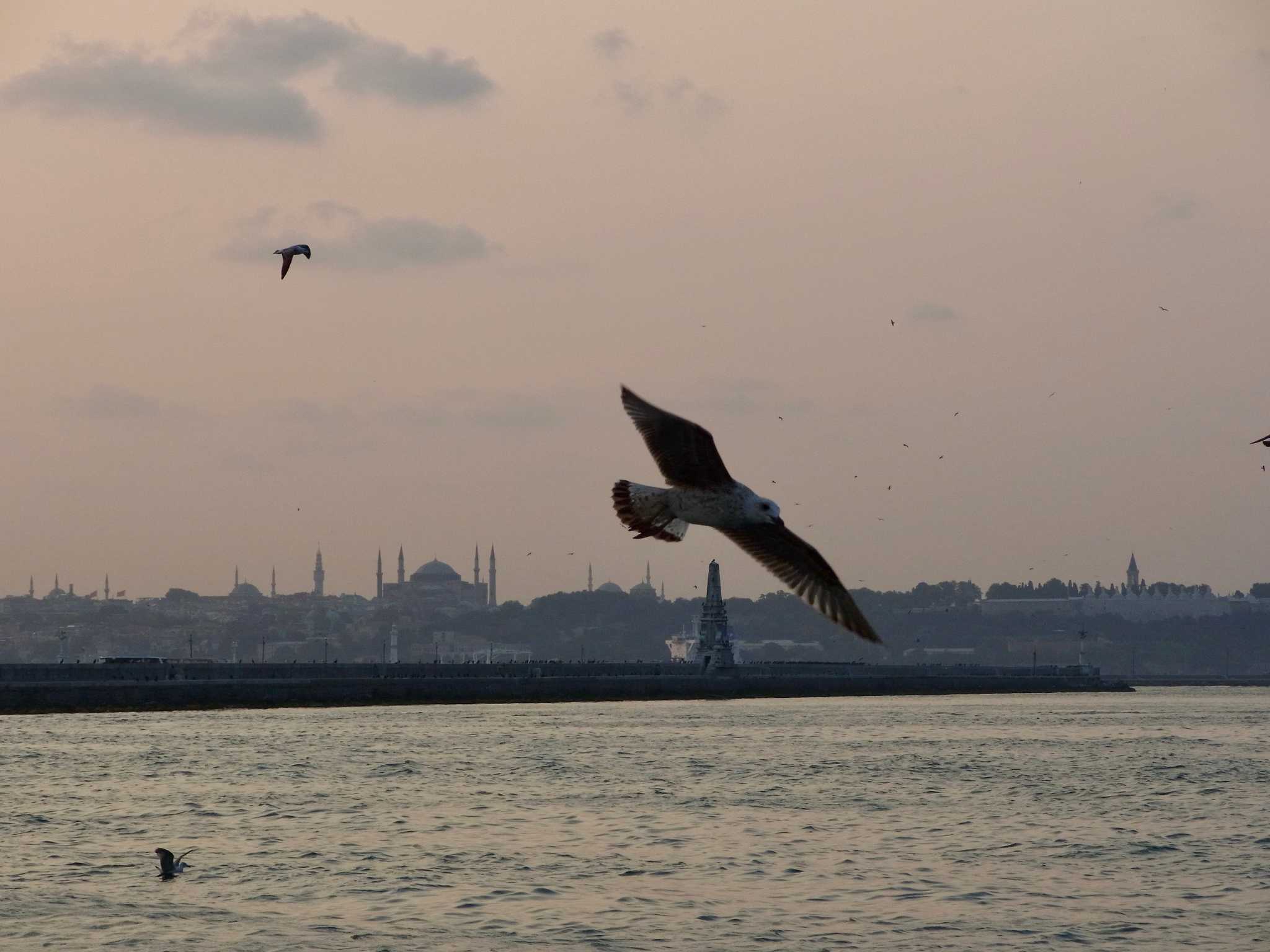 Photo of Yellow-footed Gull at Istanbul, Turkey by Susumu Kuwabara